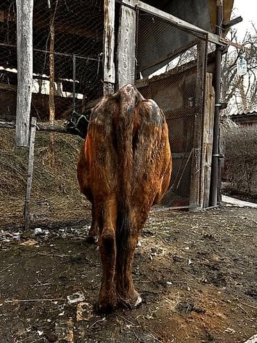 алатауский: Продаю | Корова (самка) | Алатауская, Швицкая | Для молока | Стельные — 7