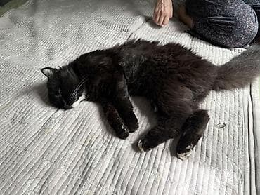 Отдам даром кошку: Кошка даром: Беспородная, 2 года, Мальчик, Метис — 9