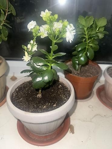 Каланхоэ: Комнатные растения в горшках - Каланхоэ (несколько экземпляров) — 10