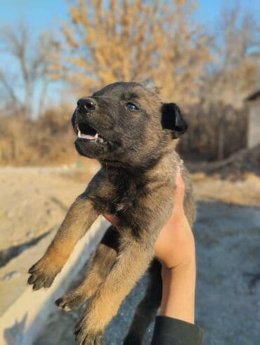 в связи с переездом отдам попугая жако в добрые руки: Продается щенок 2- месячный бельгийской овчарки чистая кровь (торг — 2