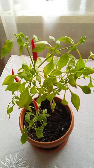 аквариум бишкек цена: Разные комнатные растения. Чтобы узнать стоимость конкретного растения — 10