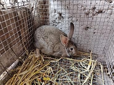 продаю кролики: Продаю две беременые самки и самец продаю всех оптом по 1500 сом. в — 8