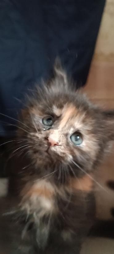 кошк: Мейн-Куны!!!🥰🥰🥰 Продаются Чистокровные,Шикарные котята! Отличная — 10