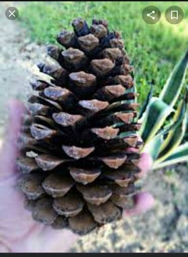 украшение для дворов и садов: Шишки — 2