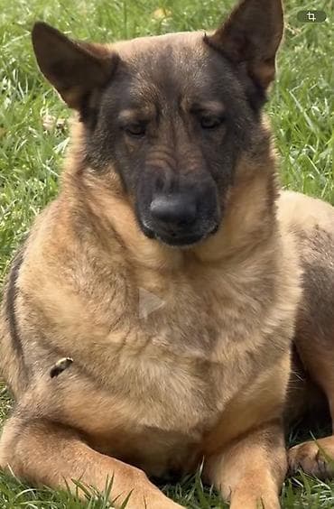 IPhone Xs Max, 64 ГБ, Золотой