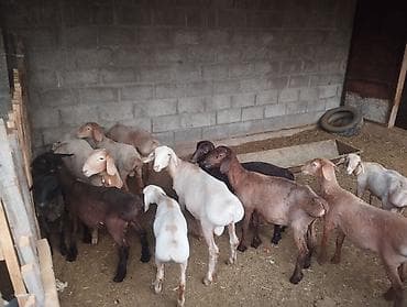 бараны: Продаю | Баран (самец) — 2
