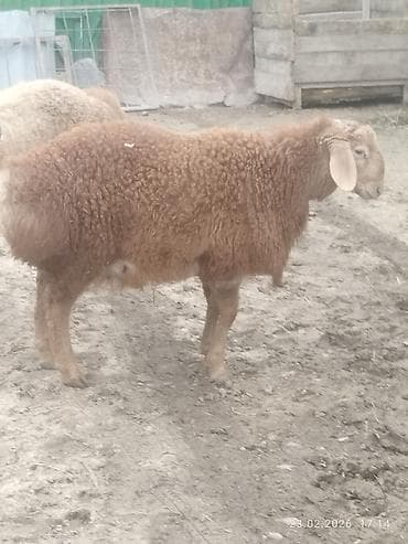 Аквариумдар: Сатам | Козу, Кочкор (эркек) | Арашан | Көбөйтүү үчүн | Асыл тукумдуу, Жасалма жол менен боозутуу — 7