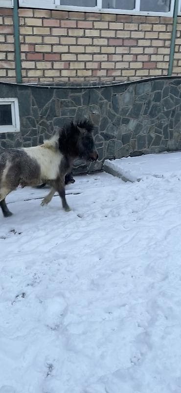 Продаю | Конь (самец), Жеребец | Для разведения, Рабочий, Конный спорт | Племенные, Осеменитель