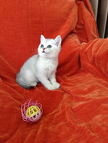 британский короткошерстный кот: Британский котёнок серебристый шиншилла (окрас silver shaded) - — 3