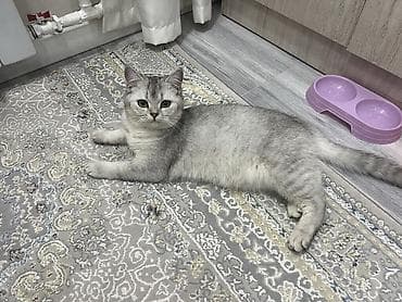 кошка британка: Британская короткошёрстная, 1 год, Девочка, Серебристая шиншилла, Приучена к лотку, Проглистована, С прививками — 3