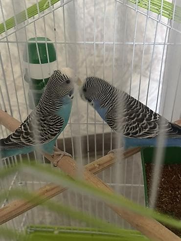 Волнистые попугаи с просторной клеткой-комплексом Описание: - Пара