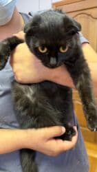 сколько стоит вислоухий котенок: Скотиш Фолд (Шотландиялык шалпаң кулак), 6 айлык, Ургаачы, Кара, Лотокко барууга үйрөтүлгөн — 4