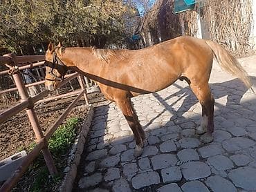 Аквариумдар: Сатам | Жылкы (эркек), Байтал | Жумушка | Мерин — 4