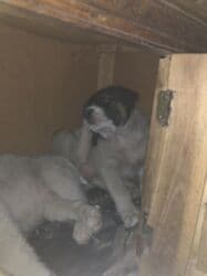 Вязка собак: 1 месяц, Самка — 1