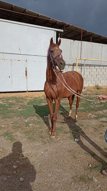 объявления о найденных собаках: Продаю | Кобыла (самка) — 7