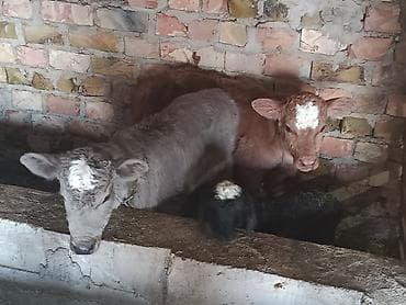 Продаю | Музоо, торпок | Полукровка | На откорм | Привязанные