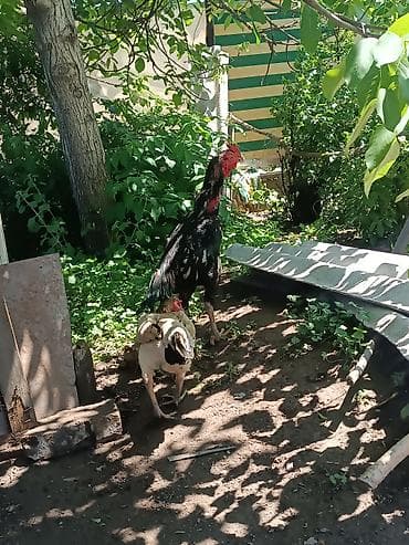 цена канарейки: Продаю | Петух | Бойцовая | Для разведения — 9