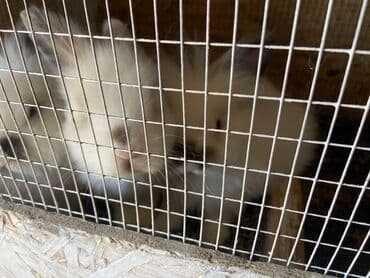 Коён сатылат 2кыз 1эркек баксы 3500 реально Алам дегенге 3000