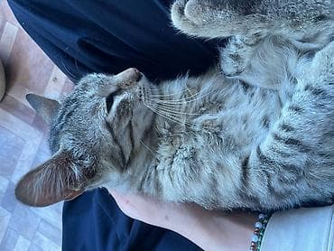 кошка крысолов: Кошка даром: Беспородная, Мальчик — 7