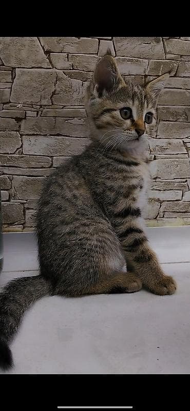 где можно взять кошку: Котёнку 2 месяца, к лотку приучена. Кушает корм, чистая, игривая — 4