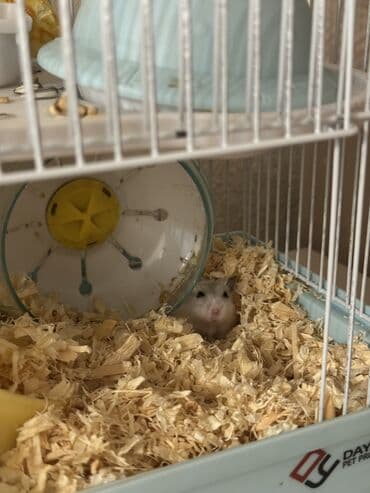 питомник чихуахуа бишкек: Хомяк джунгарский(1месяц)+Клетка для хомяка - Компактная двухъярусная — 2