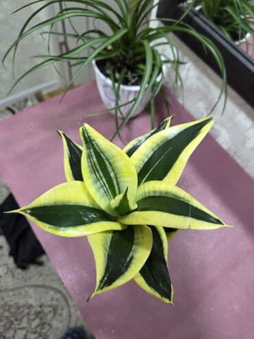 живой цветок: Аглаонема «Ред/Рот» в декоративных горшках - Яркое комнатное растение — 9