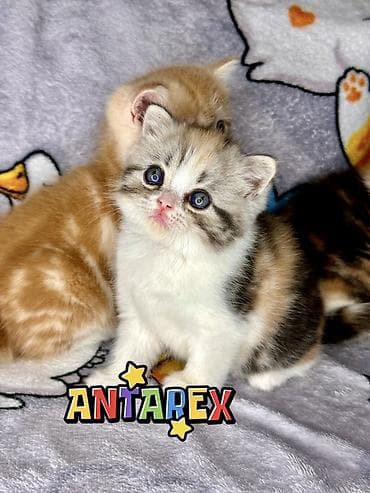 Шотландские короткошерстные котята от красивой привозной пары