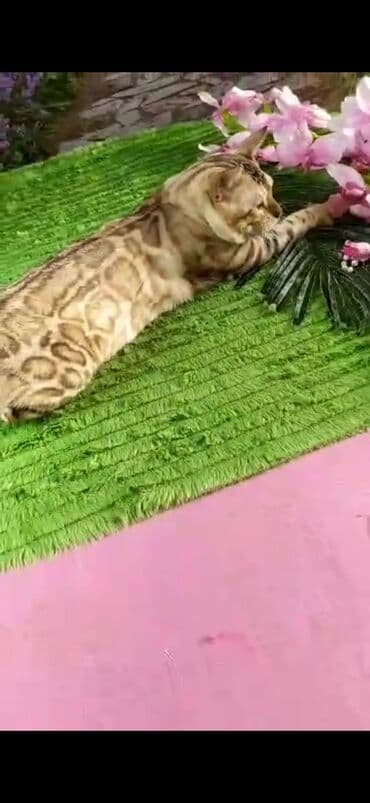 рэгдолл цена бишкек: Бенгал, 2 жаш, Эркек, Ак, Бычылган, Лотокко барууга үйрөтүлгөн, Курттардан тазаланган — 17