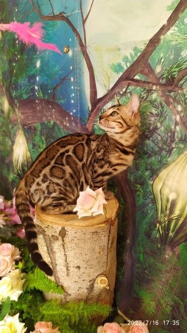 бенгальский леопардовый кот: Бенгальский котик Мальчик. 5мес. Невероятно красивый контрастный с — 2