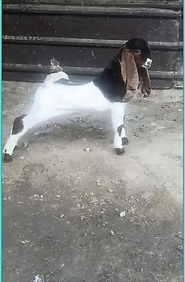 кукуруза беловодское: Продаю | Козлёнок | Камори — 4