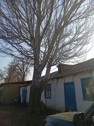 комур цена в бишкеке: Отун Өзү алып кетүү — 2