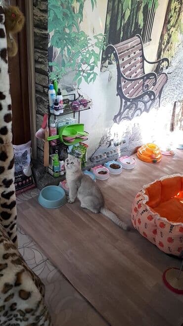 сколько стоят вислоухие кошки: Скотиш Страйт (Шотландская прямоухая), 1 месяц, Мальчик, Серебристая шиншилла, Приучена к лотку — 9