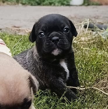 Продажа собак: Бульдог, 1 месяц, Самец — 2