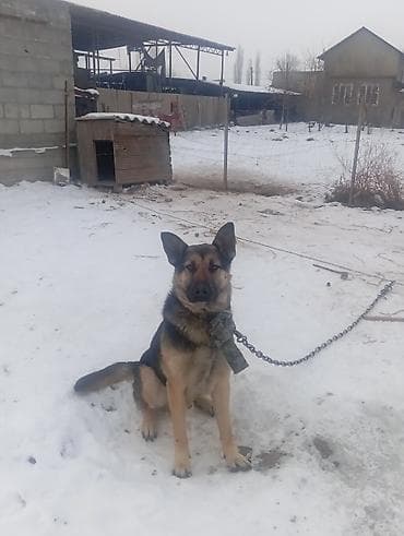 растение для аквариума: Овчарка, 1 год, Самец, С прививкой — 4