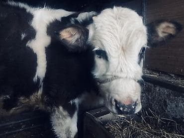 Продаю | Музоо, торпок | Полукровка | На откорм | Привязанные