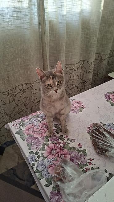Кошки: Девочка, Приучена к лотку — 1