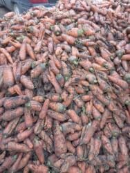 мейн кун бишкек 😺 питомник lyubushka 🐈 купить котенка 🐾 цена фото: Марков савиз свежий сочный вкусный для скота в мешках в любом — 1