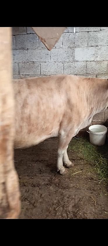 хайлайн соня: Продаю | Корова (самка) | Для разведения | Привязанные — 2