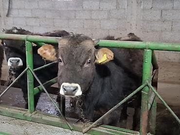 седло спортивная: Продаю | Бык (самец) | Швицкая | Для разведения — 5