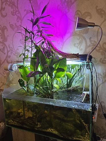 аквариумные растения: Аквариумный комплект с растениями и оборудованием - Стеклянный — 3