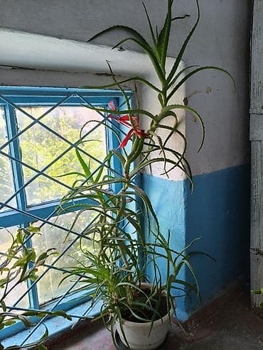 Комнатные растения в горшках 1) Алоэ древовидное (крупный взрослый