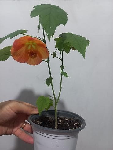 моно калисо: Комнатные цветы в стаканчиках: 1) Глоксиния (Sinningia speciosa) с — 7