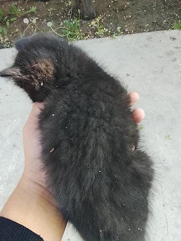 ищу котика: 2 месяца, Мальчик, Биколор, Приучена к лотку — 6