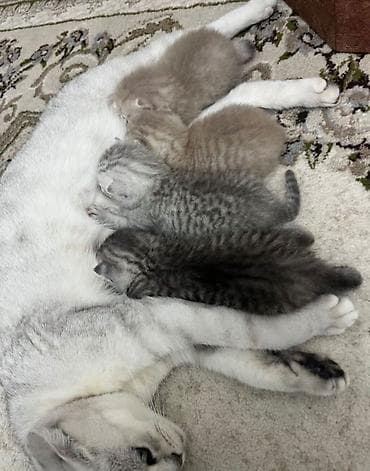 Животные: Шотландские вислоухие котята от настоящей красавицы(Scottish Fold) — 3