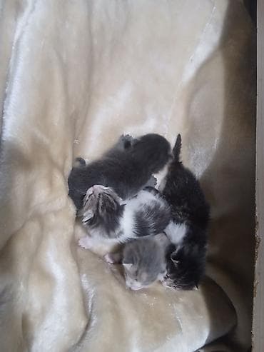 продаю котенка: Котята, недавно родившиеся, разноокрасочные: - Окрас: бело-серый — 7