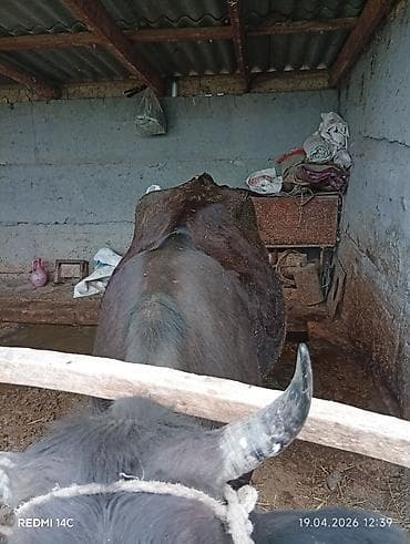 куры в токмоке: Продаю | Корова (самка) | Для разведения | Привязанные — 5