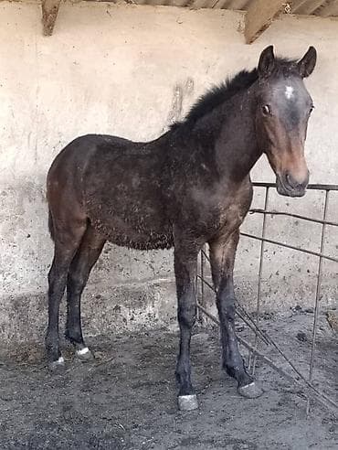 баран матка: Продаю | Жеребец | Рабочий — 1