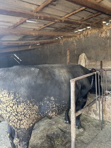 белый хомяк: Продаю | Бык (самец) | Абердин-ангус | На откорм, Для разведения | Искусственник — 4