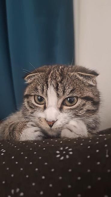 шатландские кошки: Шотландский вислоухий котёнок - Порода: шотландская вислоухая — 1
