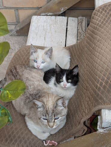 новорожденные котята: 🐾 Очаровательные котята ищут добрые руки! Наша кошка снова стала — 3